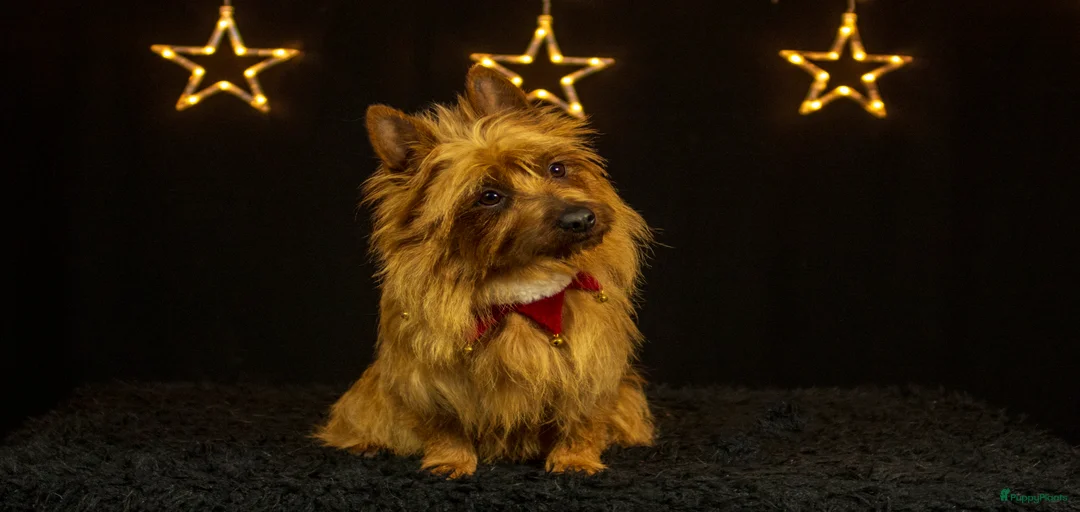 Galerij afbeelding {{count}}