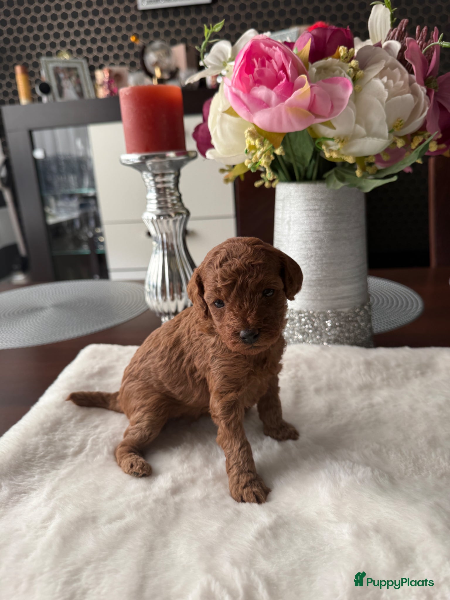 Poedel Toy honden Poedel toy 2 teef red Braun en red  - Advertentie 3