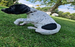 Duitse Staande Hond Korthaar honden te koop: Zindelijke DSK pups met stamboom  in Gelselaar - Afbeelding 5