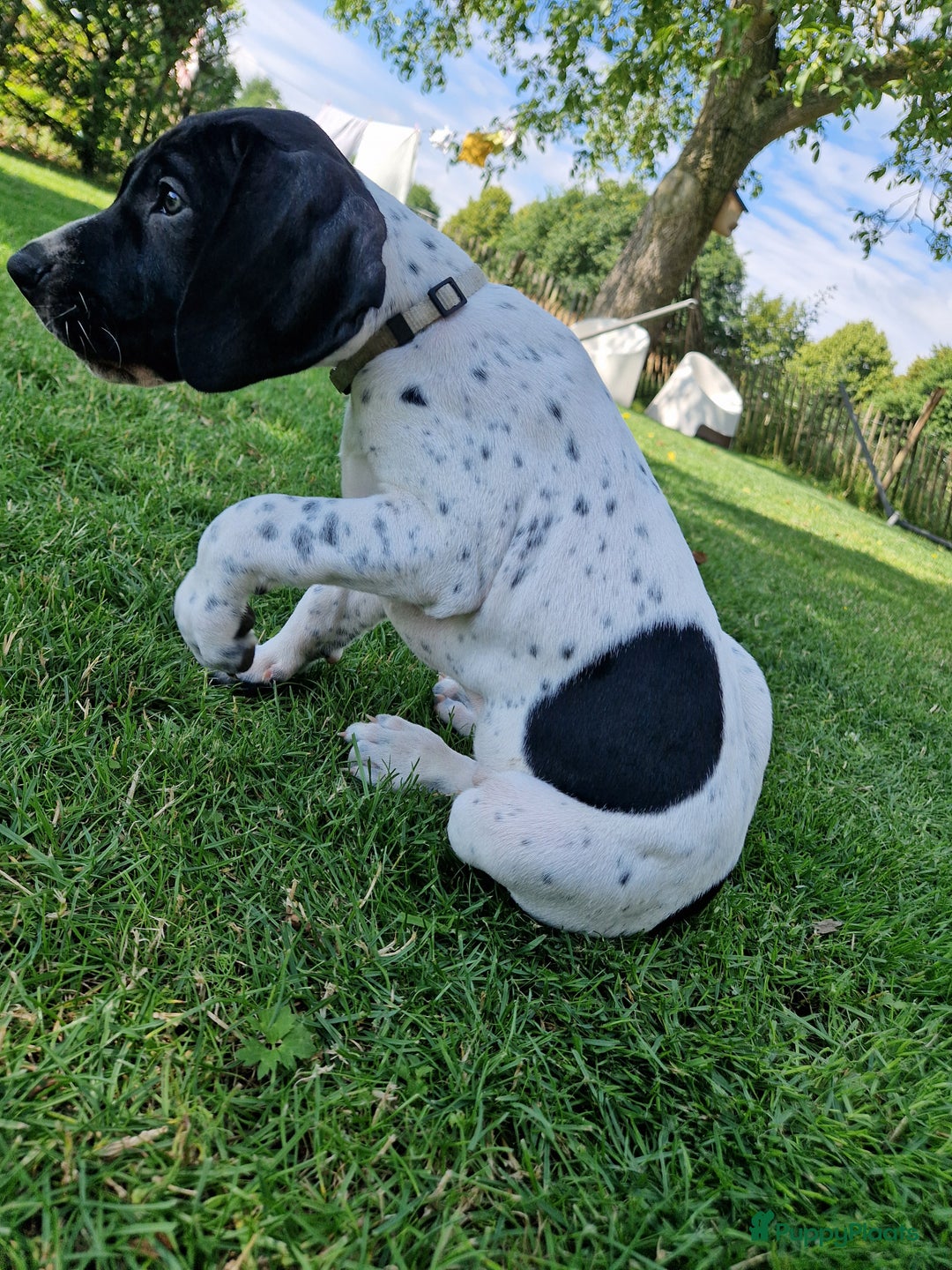 Duitse Staande Hond Korthaar honden te koop: Zindelijke DSK pups met stamboom  in Gelselaar - Afbeelding 5