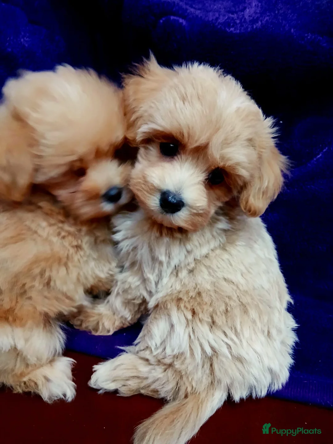 Maltipoo honden te koop: Mini Maltipoo pups , moeder aanwezig, NL nestje - Advertentie 7