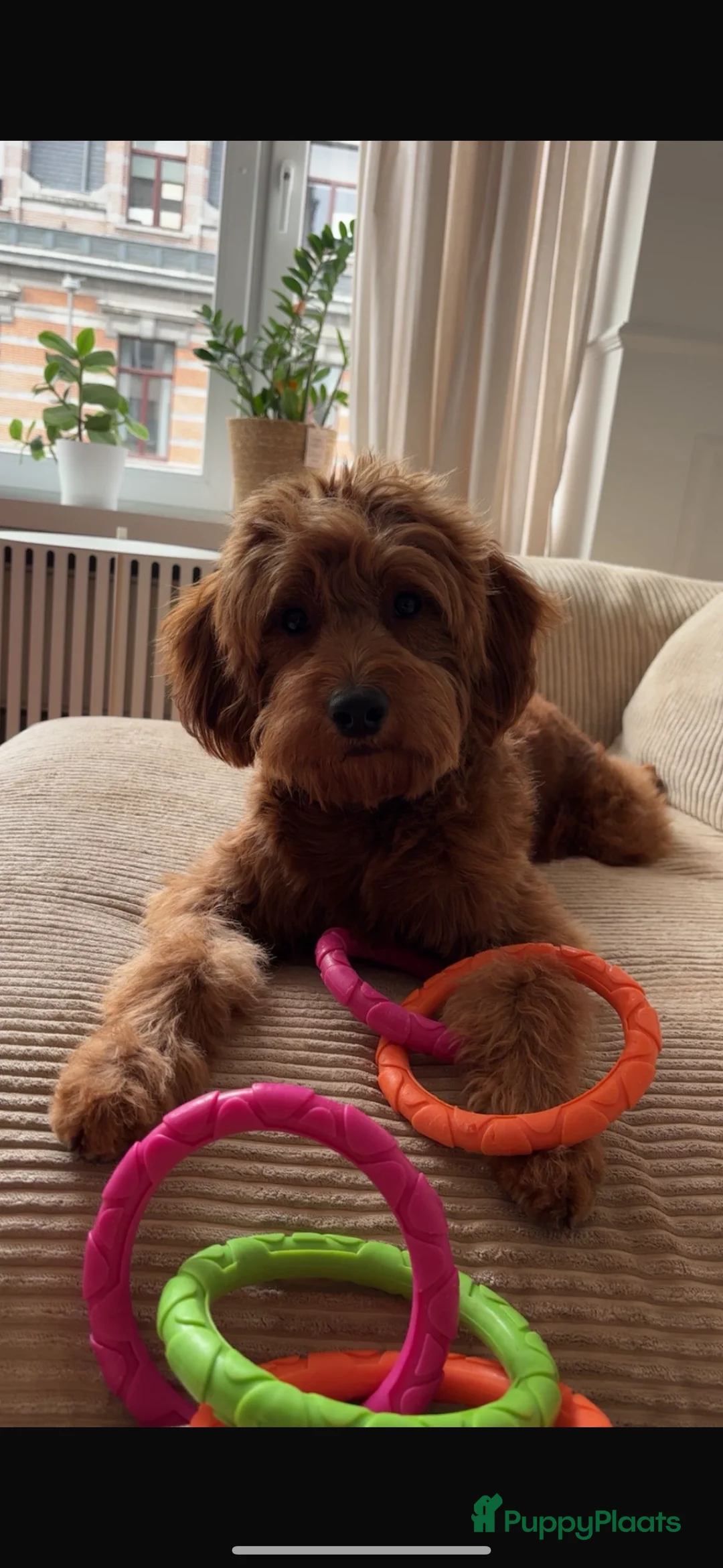 Goldendoodle honden te koop: Prachtige goldendoodle mini s  - Advertentie 11