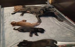Labrador Retriever honden te koop: Bruin reutje - Afbeelding 23