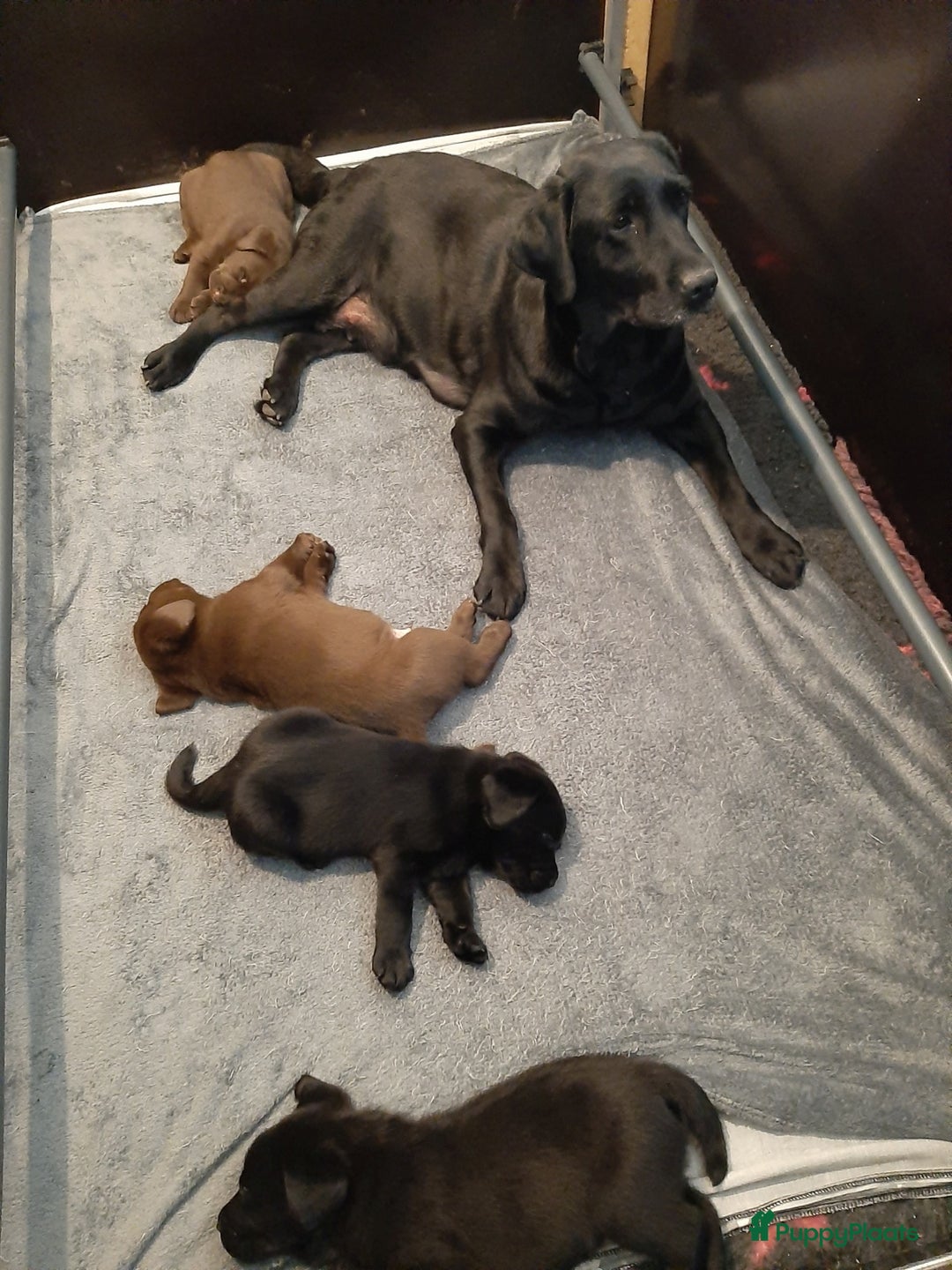 Labrador Retriever honden te koop: Bruin reutje - Afbeelding 23