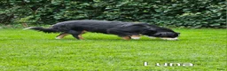 Australian Shepherd honden te koop: Prachtige mini Australian shepherd pups  - Advertentie 7