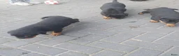 Rottweiler honden te koop: Rottweiler pups - Advertentie 18