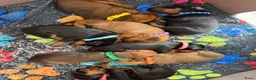 Duitse Pinscher honden te koop: Puppy’s  - Advertentie 1