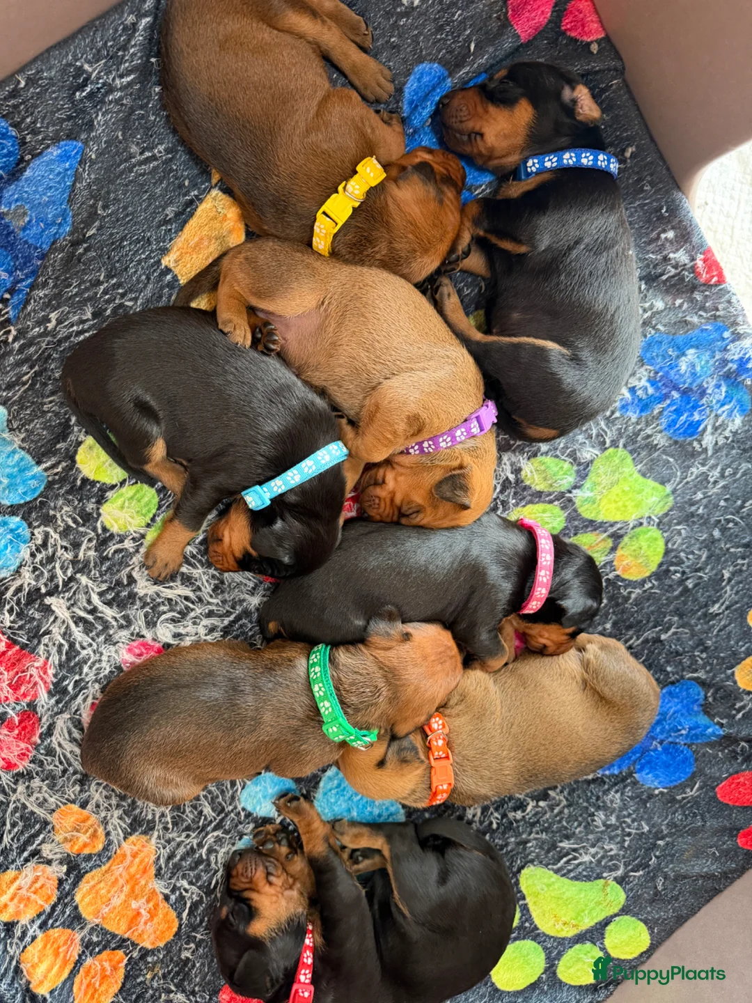 Duitse Pinscher honden te koop: Puppy’s  - Advertentie 1