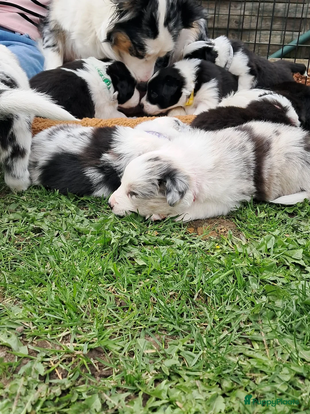 Border Collie honden te koop: Border collie pups in Oostburg - Advertentie 2