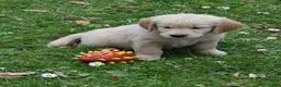 Golden Retriever honden te koop: Golden Retriever pups met stamboom - Advertentie 6