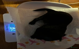 Chihuahua honden te koop: Zwart/wit teefje gereserveerd  - Afbeelding 10