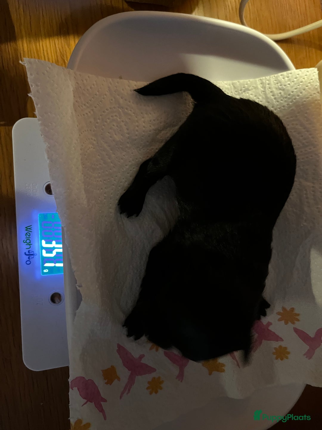 Chihuahua honden te koop: Zwart/wit teefje gereserveerd  - Afbeelding 10