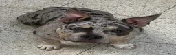 Amerikaanse Bully honden te koop: American Bully pups verwacht (GETEST)  - Advertentie 34