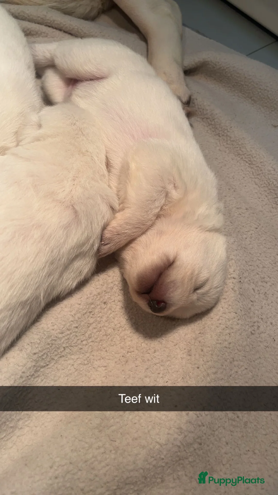 Duitse Herder honden te koop: Prachtige mooie witte Duitse Herder pups - Advertentie 15