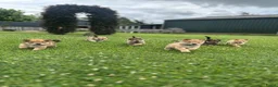 Kruising honden te koop: Pup Eurasiër / Herdermix - Advertentie 9