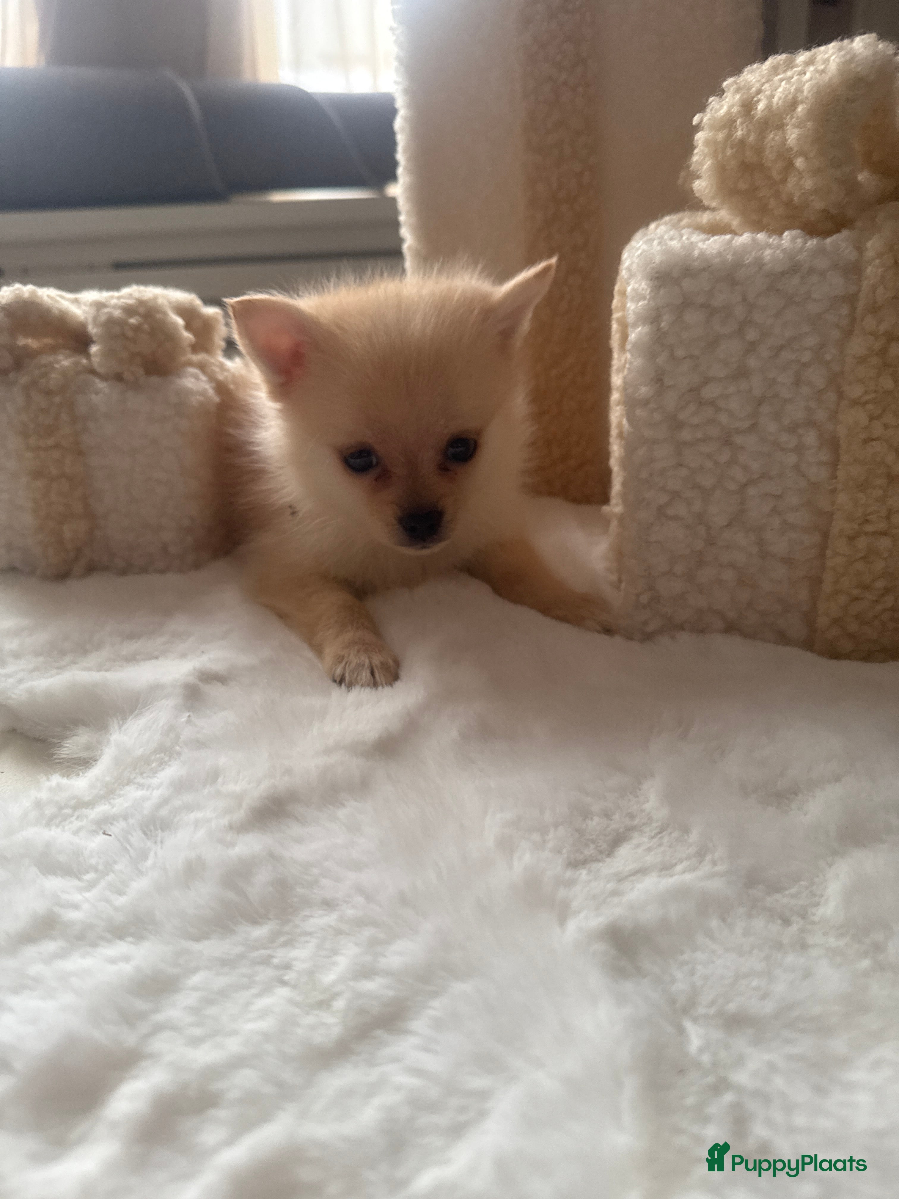 Pomsky honden 2 pomsky x pomeriaan teefjes  - Advertentie 2