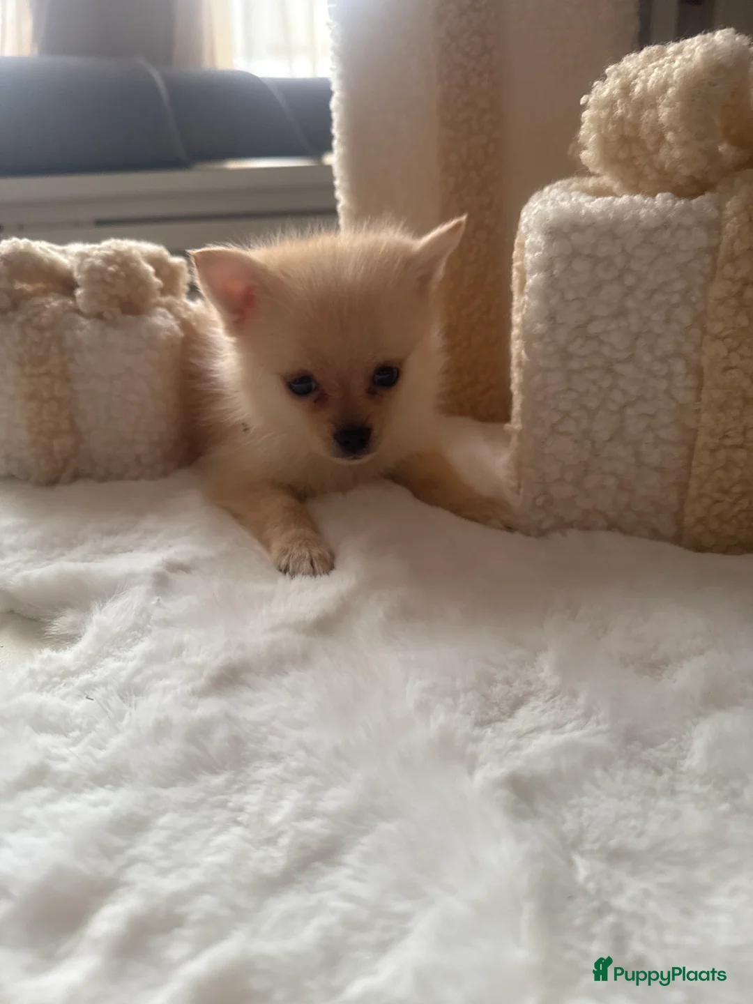 Pomsky honden te koop: 2 pomsky x pomeriaan teefjes  - Advertentie 2