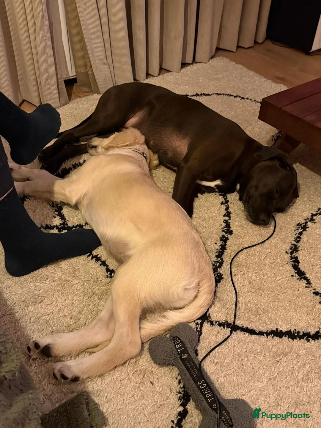 Golden Retriever honden te koop: 4 months old Golden Retriever - Advertentie 3