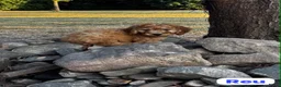 Australian Labradoodle honden te koop: Australian Labradoodles - Advertentie 3