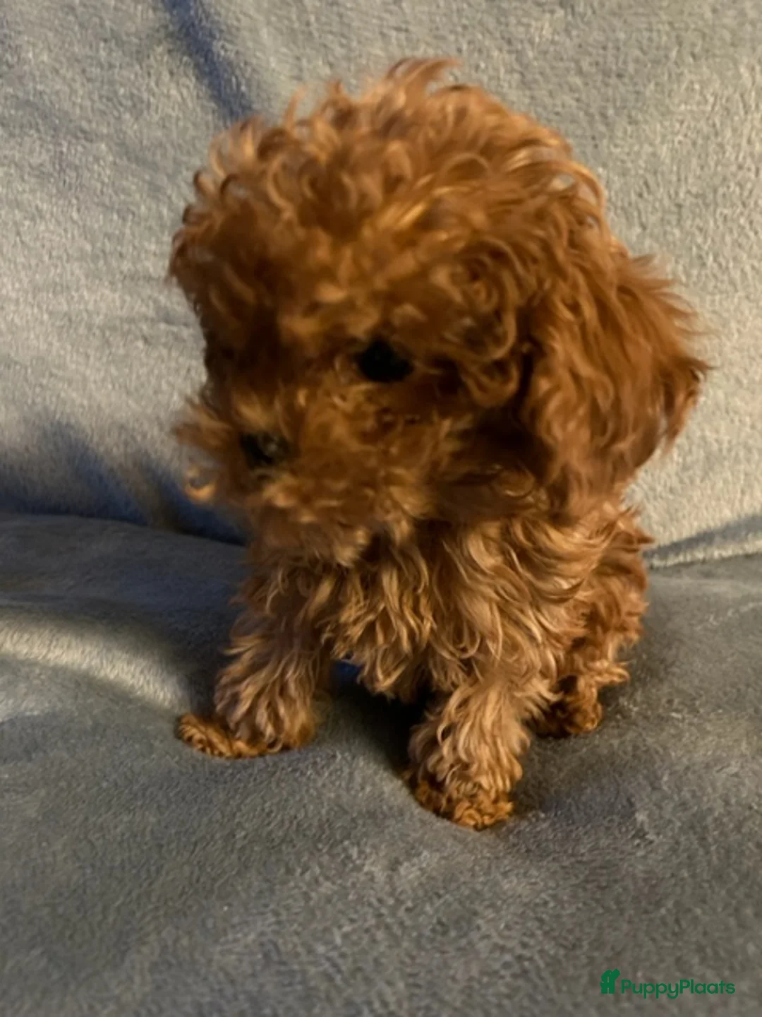 Poedel Toy honden te koop: Mooie roodkleurige Toy poedel pup te koop. - Advertentie 3