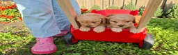 Kruising honden te koop: Pups Australian cobberdoodle x poedel in Someren - Advertentie 3