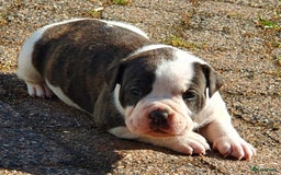 Amerikaanse Bulldog honden te koop: Supermooie Amerikaanse bulldog pups met stamboom - Afbeelding 2