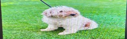 Kruising honden te koop: Labradoodle pups kleine medium F3 abrikoos  - Advertentie 5