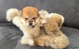 Shiba honden te koop: Shiba pups geboren in Kerkwerve - Afbeelding 10
