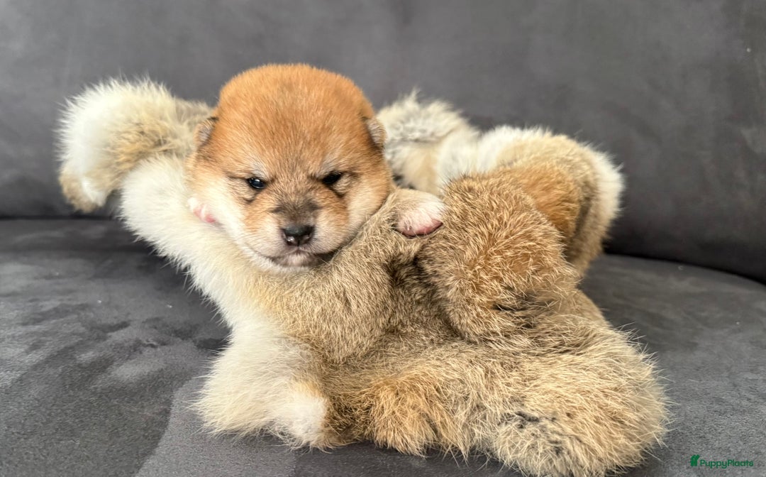 Shiba honden te koop: Shiba pups geboren in Kerkwerve - Afbeelding 10