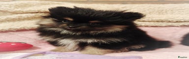 Pomeriaan Puppy 1