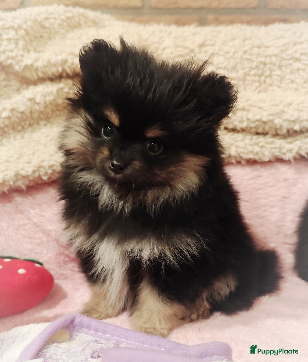 Pomeriaan honden te koop: Nog twee super schattige knappe pomeranian puppys - Advertentie 7