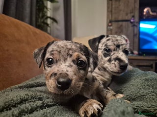 Jack Russel Terriër honden Merle Jackrussel te koop - Advertentie 1