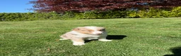 Kruising honden te koop: Australian Shepherd x Border Collie pups - Advertentie 17