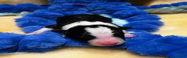 Border Collie 2