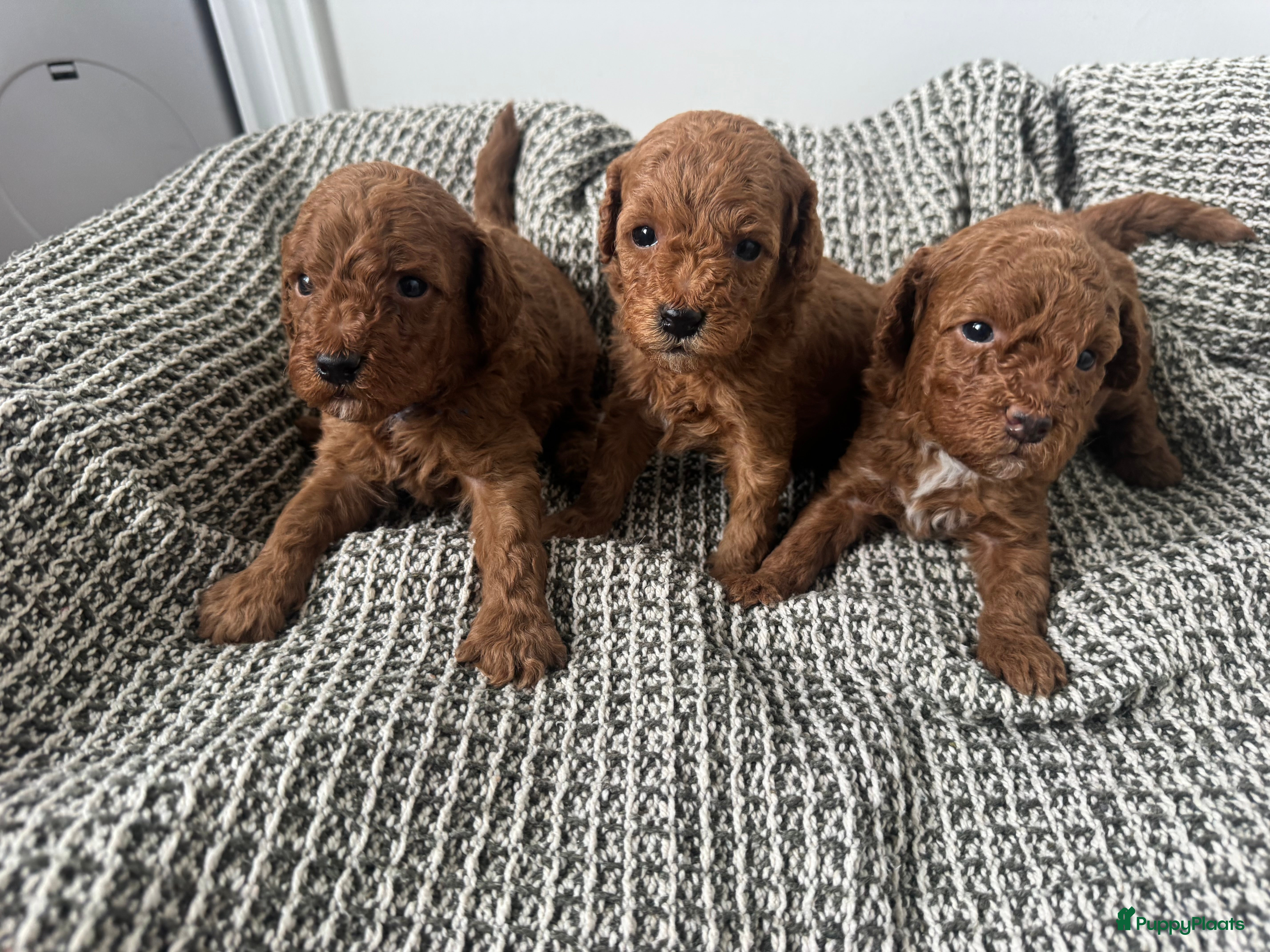 Poedel Toy honden Toy poedel pups geboren - Advertentie 2