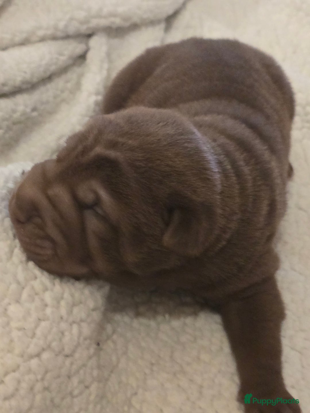 Shar Pei honden te koop: Sharpeitjes  te koop - Advertentie 4