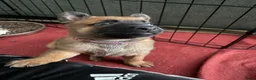 Mechelse Herder honden te koop: 2 Mechelse herder teefjes beschikbaar - Advertentie 4