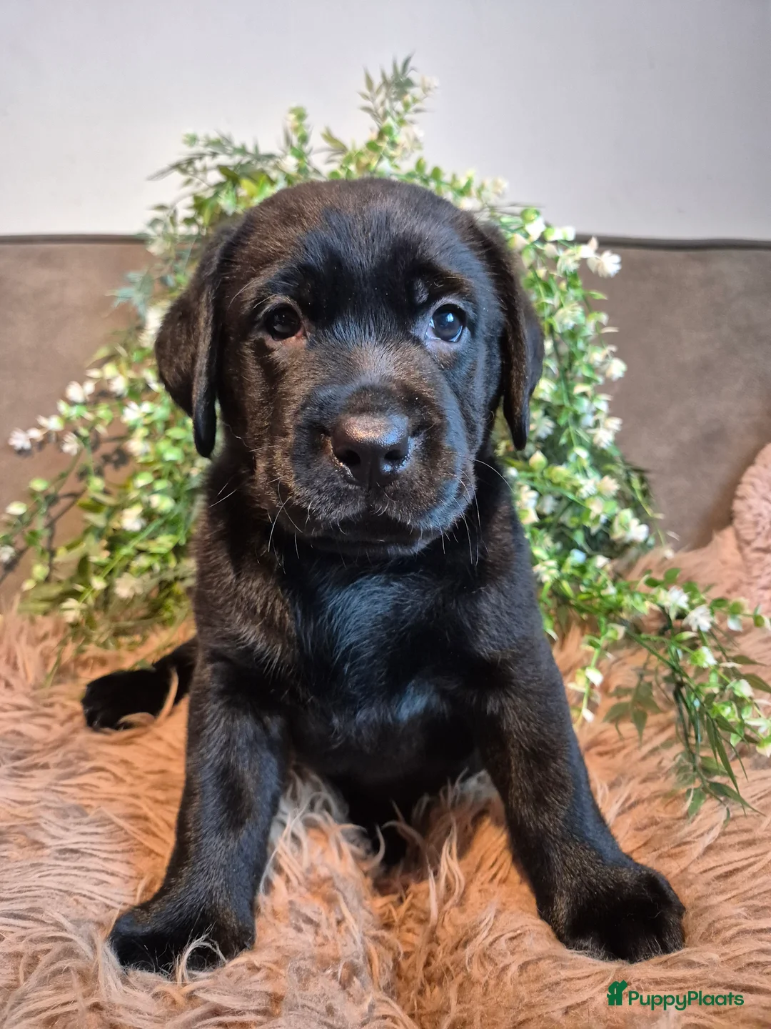 Labrador Retriever honden te koop: Labrador Retriever pups met stamboom  - Advertentie 10