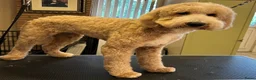 Labradoodle honden te koop: VERWACHT; Irish Golden Doodle pups  in Alblasserdam - Advertentie 2