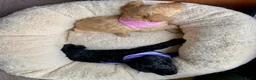 Australian Labradoodle honden te koop: Prachtige Australiën Labradoodle pup💗 - Advertentie 12