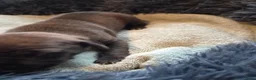 Amerikaanse Bully honden te koop: americanbully xl pup's  - Advertentie 24