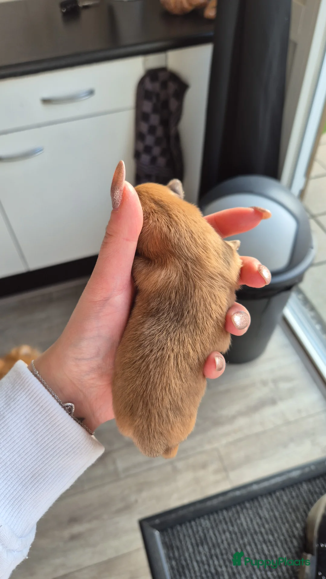 Pomeriaan honden te koop: nog 2 hele schattige teefjes🥰 - Advertentie 9