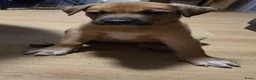 Kruising honden te koop: 2 teefjes zoeken nog een huisje  - Advertentie 2