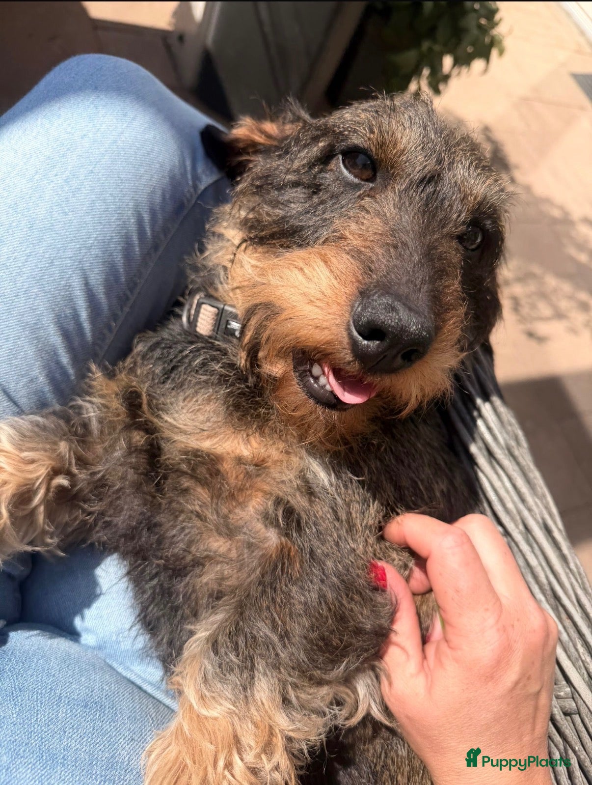 Ruwhaar Teckel honden te koop: Standaard ruwhaar teckel pups met stamboom  - Advertentie 1