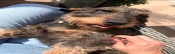 Ruwhaar Teckel honden te koop: 6 standaard ruwhaar teckel pups met stamboom  - Advertentie 5
