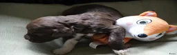 Barbet honden te koop: Barbet pups  - Advertentie 8