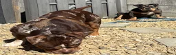 Amerikaanse Bully honden ter dekking: American Bully dekreu (getest) - Advertentie 9