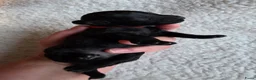 Poedel Toy honden te koop: 4 puppy's van Ginger en Uggy - Advertentie 4