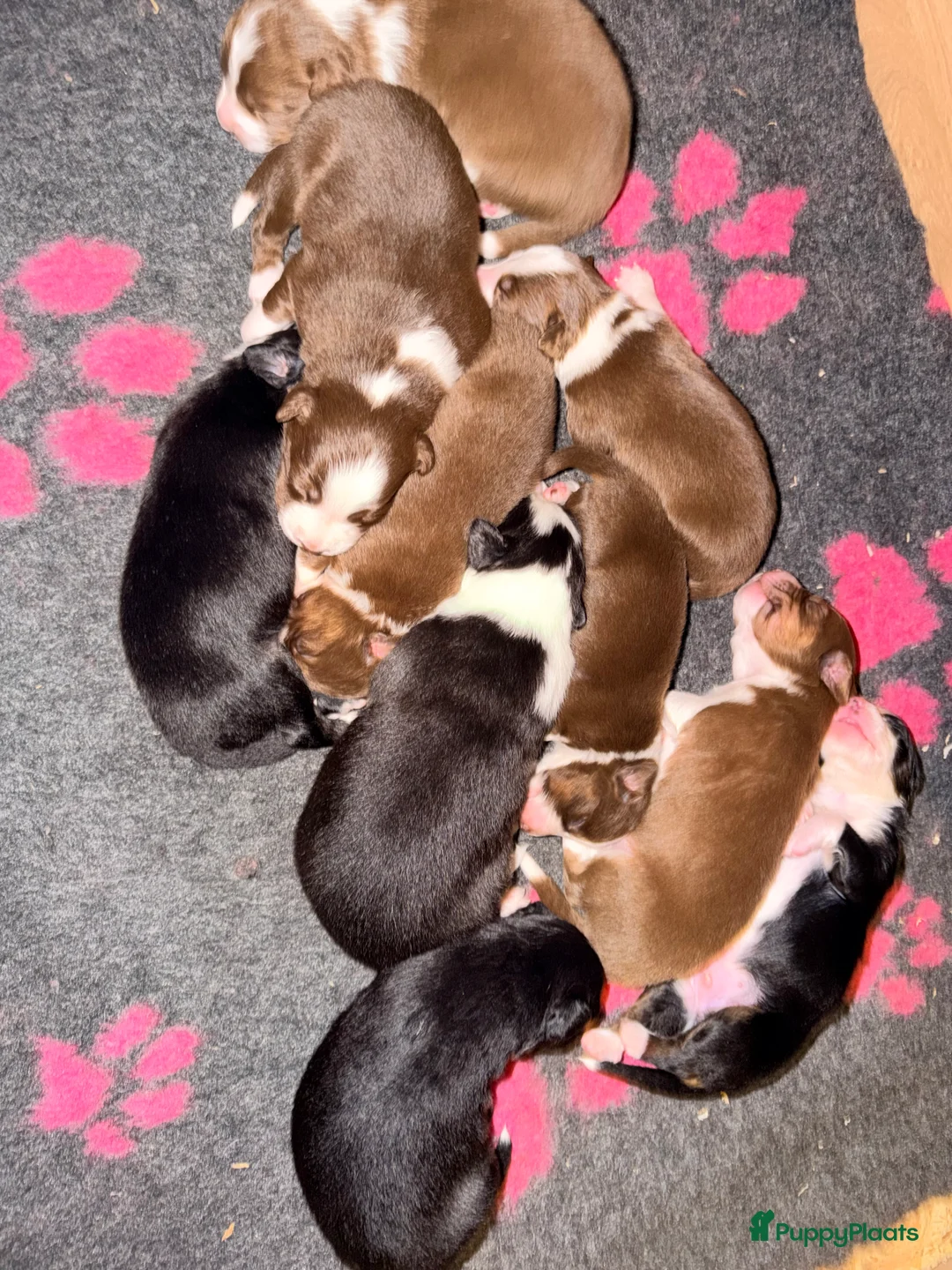 Australian Shepherd honden te koop: Australian shepherd pups  - Advertentie 3