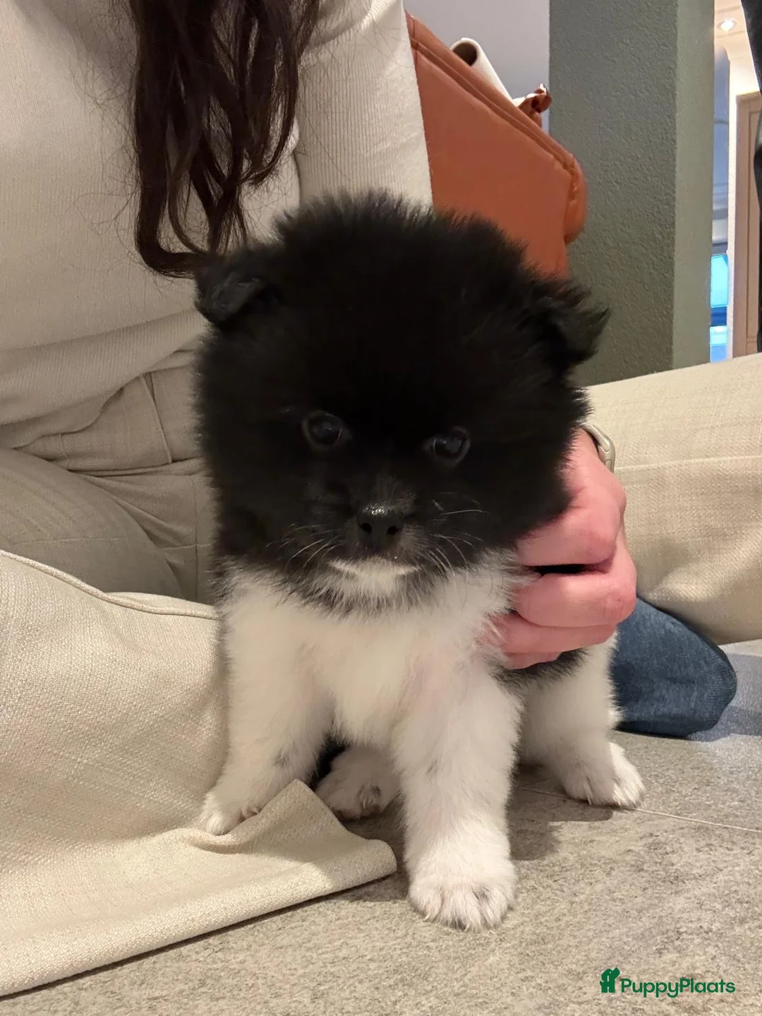 Kruising honden te koop: Teddy dog mini Chow Chow  - Advertentie 4